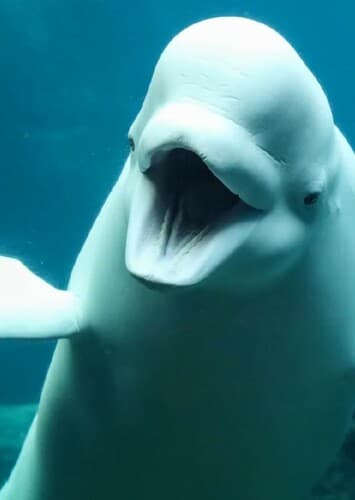 Beluga Whale