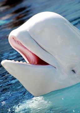 Beluga Whale