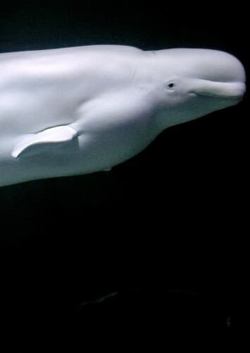 Beluga Whale