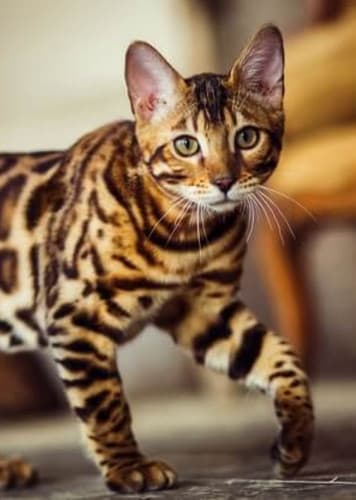 Bengal Cat
