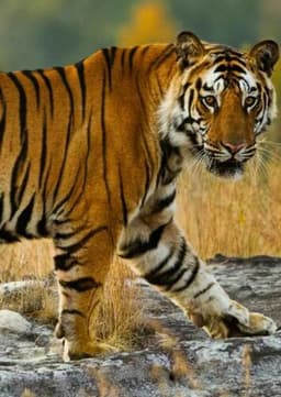 Bengal Tiger