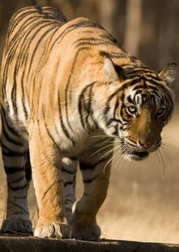 Bengal Tiger