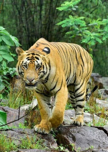 Bengal Tiger