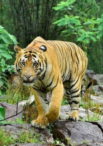 Bengal Tiger