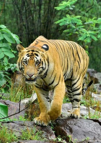 Bengal Tiger