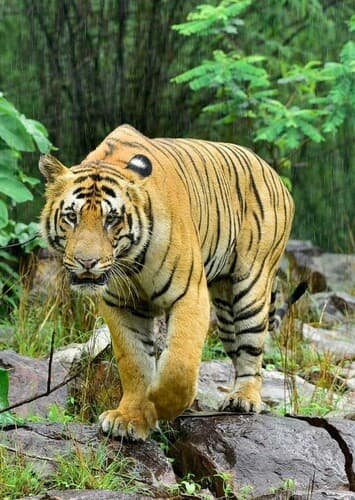 Bengal Tiger