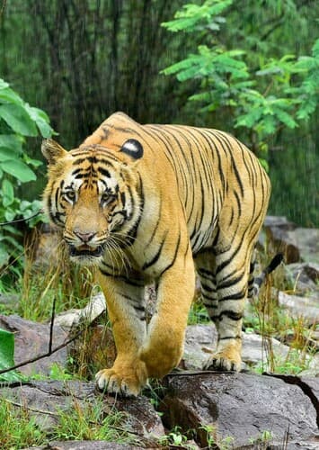 Bengal Tiger