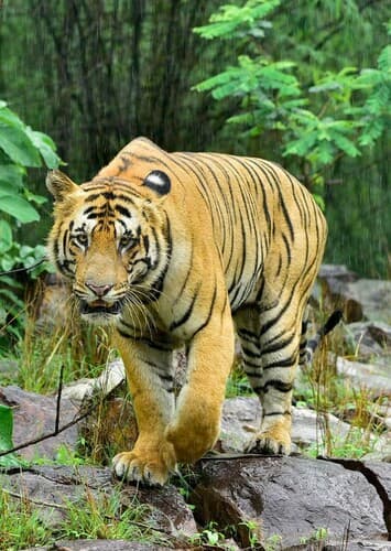 Bengal Tiger