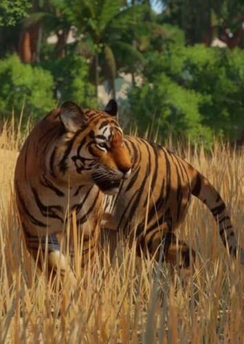 Bengal Tiger