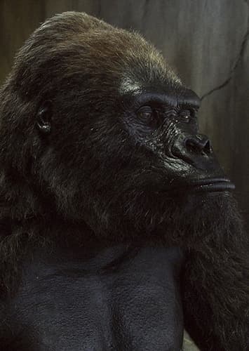 Bernie the Gorilla
