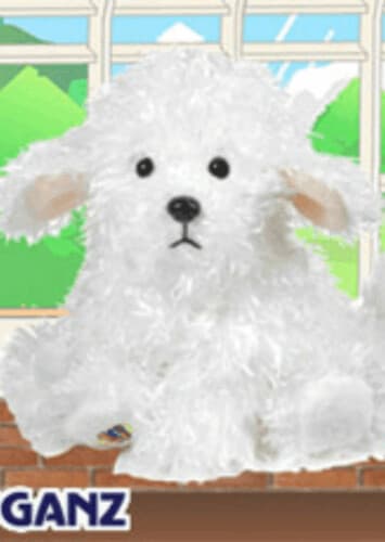 Bichon Frise