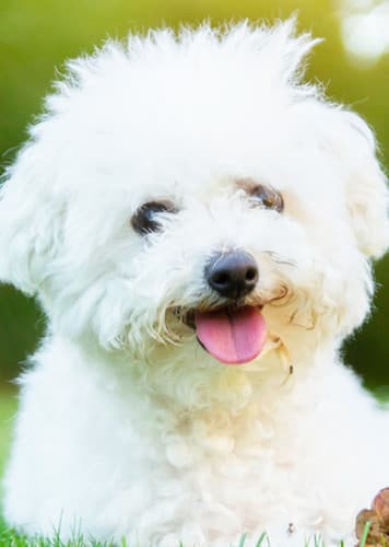Bichon Frisé Dog