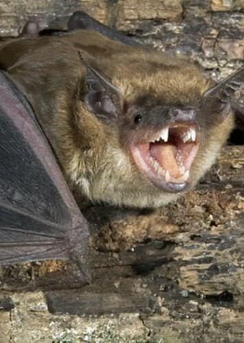Big Brown Bat