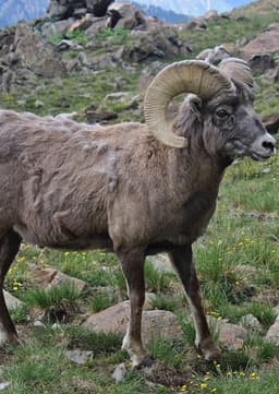 Bighorn Sheep
