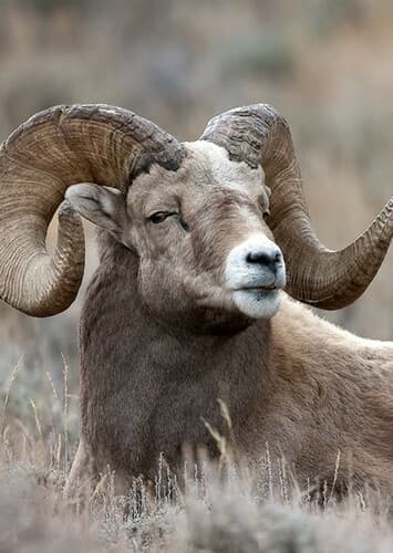Bighorn Sheep