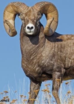 Bighorn Sheep