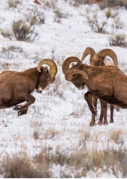 Bighorn sheep
