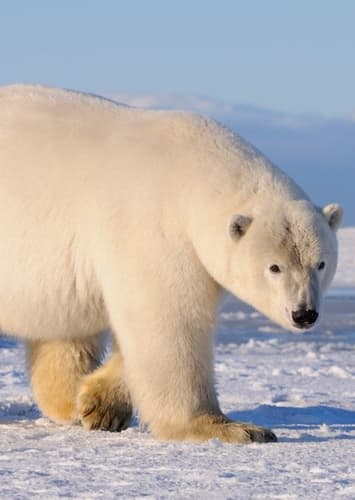 Billy the Polar Bear