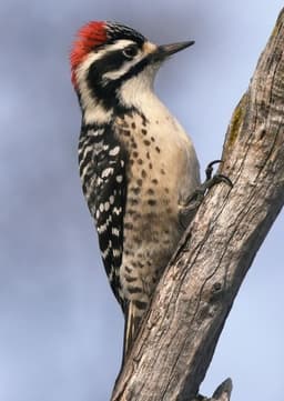 Billy The Woodpecker