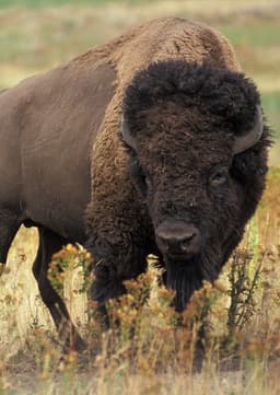 Bison