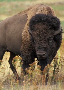 Bison