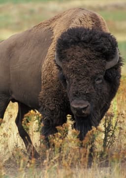 Bison