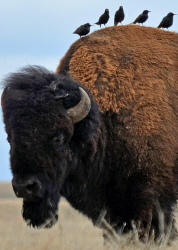 Bison