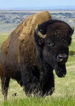 Bison
