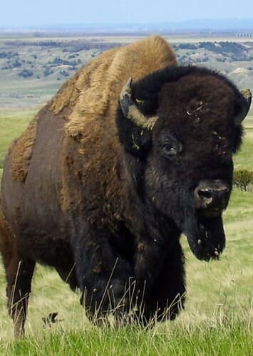 Bison