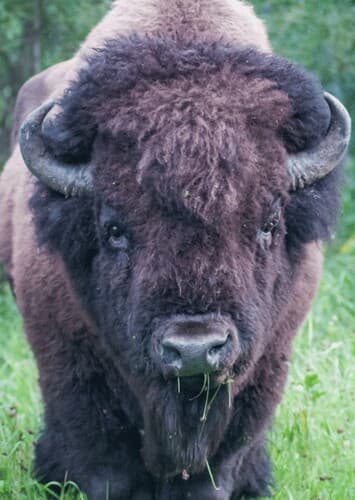 Bison