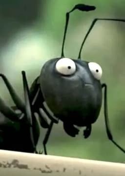 Black Ant