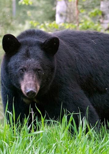 Black Bear