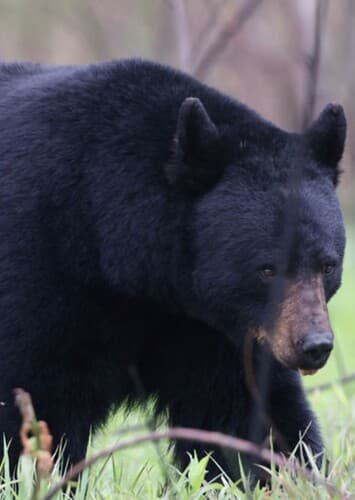 Black bear