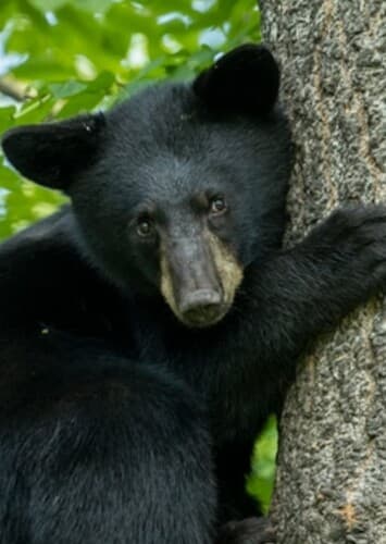 Black Bear