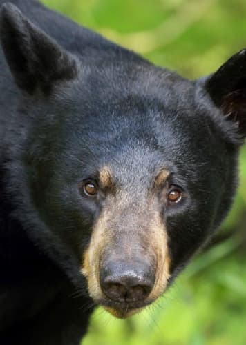 Black Bear