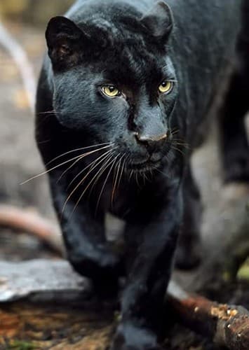 Black Leopard