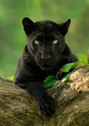 Black Panther