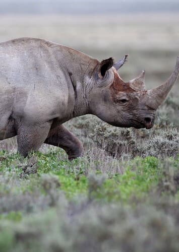 Black Rhinoceros
