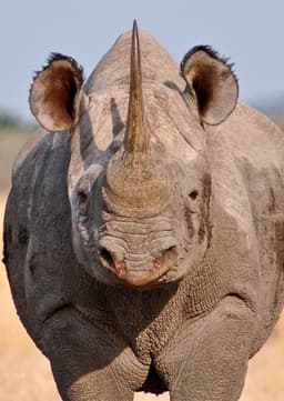 Black Rhino