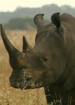 Black Rhino