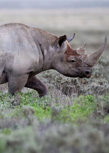 Black Rhino