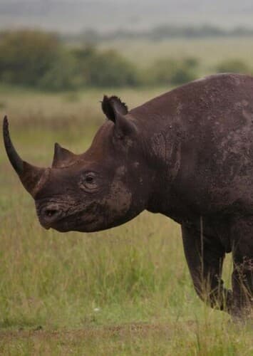 Black Rhino