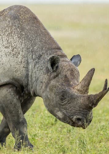 Black Rhino