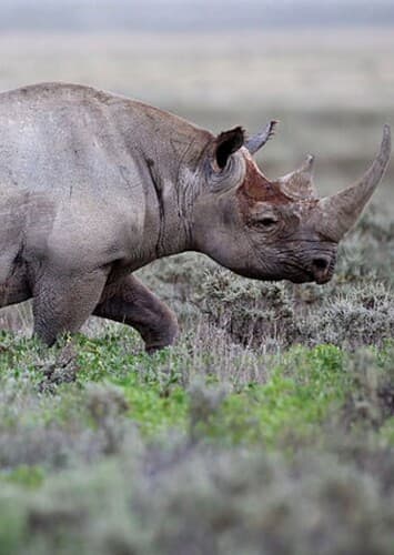 Black Rhino