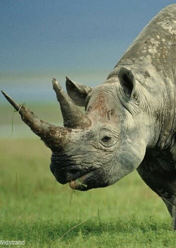 Black Rhino
