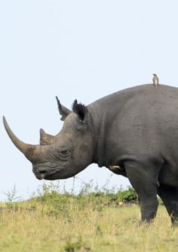 Black Rhino