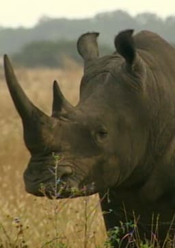 Black Rhino