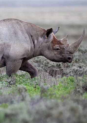 Black Rhino