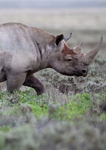 Black Rhino