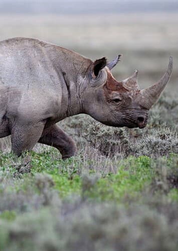 Black Rhino